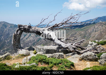 old tree on the gr20 in corsica Stock Photo