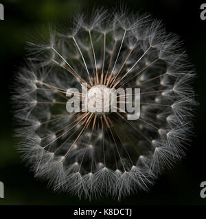 Macro shot looking down on to a dandelion clock with it's top half missing. An attractive abstract pattern with a blurred dark green  background. Stock Photo