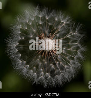Macro shot looking down on to a dandelion clock with it's top half missing. An attractive abstract pattern with a blurred dark green  background. Stock Photo