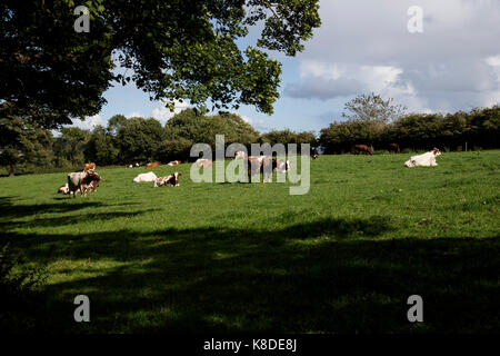 British cows grazing in grassy meadow in summer Stock Photo