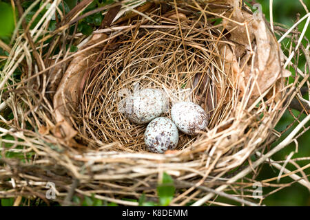 Northern Cardinal bird eggs in nest - Virginia USA Stock Photo