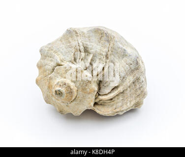 Large beige seashell close-up on a white background. Stock Photo