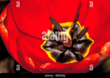 Red tulip close up showing only the stamens shallow depth of field Stock Photo