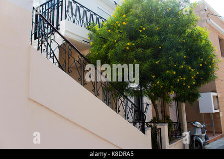 Old House and yellow flowers tree in greek island kos Stock Photo