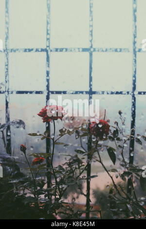 Roses on a rainy afternoon. Stock Photo