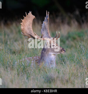 Fallow deer (Dama dama), resting in a meadow, Zealand, Denmark Stock Photo