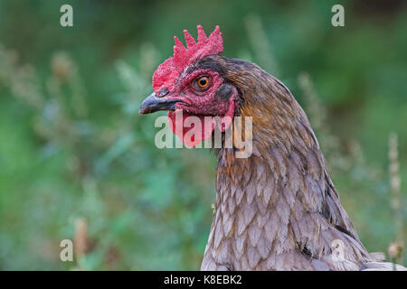 Domestic chicken, portrait, hen breed Marans Stock Photo