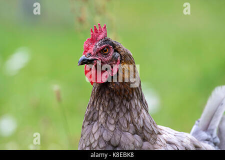 Domestic chicken, portrait, hen breed Marans Stock Photo