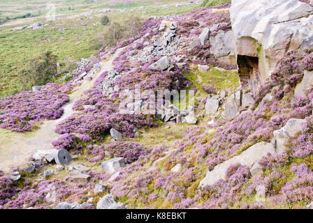 Derbyshire, UK - Aug 2014: pink heather in flower at the old millstone quarry on 24 Aug at Burbage South Edge, Peak District Stock Photo