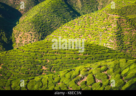 Hilly Landscape With Tea Plantations Cultivation Of Tea Cameron Highlands Tanah Tinggi Cameron Pahang Malaysia Stock Photo Alamy