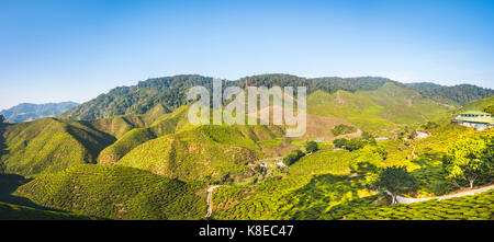 Valley with tea plantations, cultivation of tea, Cameron Highlands, Tanah Tinggi Cameron, Pahang, Malaysia Stock Photo