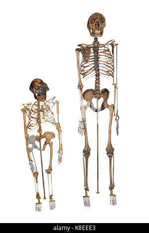 Skeleton of Hominids 'Lucy' left and Nariokotome Boy right Stock Photo
