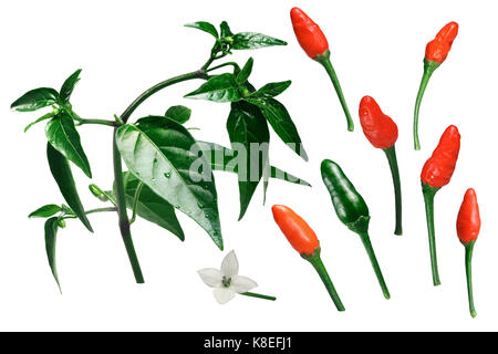 Pequin or piquin chile pepper, plant,fruits, blossom. Exploded view (elements) Clipping path for each object Stock Photo
