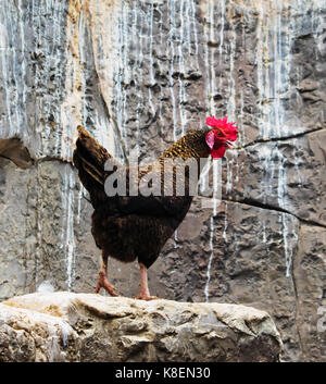 Portrait of a chicken standing on rocks. Stock Photo