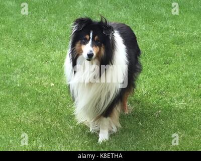 Tri-colour rough collie playing in a meadow Stock Photo