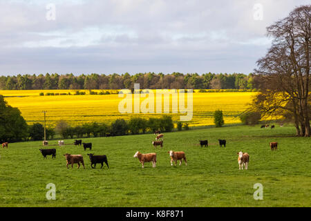 England, Cotswolds, Worcestershire, Cows in Field near Broadway Stock Photo