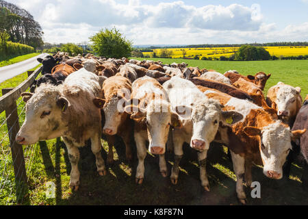 England, Cotswolds, Worcestershire, Cows in Field near Broadway Stock Photo