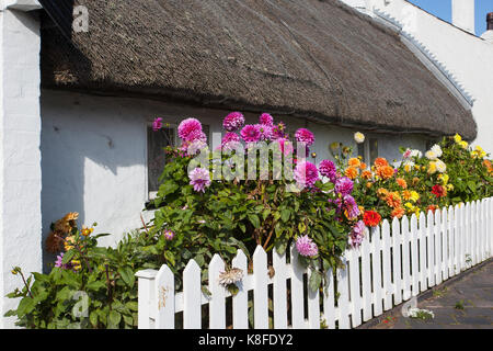 Thatched cottage with white picket fence & autumn flowers in Churchtown, Merseyside. UK Weather. September 2017.  Sun-loving Dahlias, which keep flowering until the first frosts arrive are in full bloom in the autumn sunshine in front of a traditional old fisherman's single-storey cottage in the village. Churchtown is a tranquil, historic village on the northern fringe of Southport and dates back to the Doomsday Book. It's a designated conservation area with pretty thatched roof cottages. Stock Photo