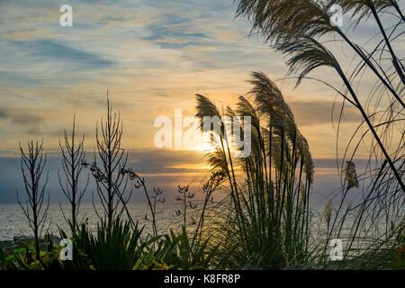 Mousehole, Cornwall, UK. 20th September 2017. UK Weather. The wind has started to pick up on the south west coast of Cornwall this morning. Seen here Pampas grass growing alongside the coast path at sunrise. Credit: Simon Maycock/Alamy Live News Stock Photo