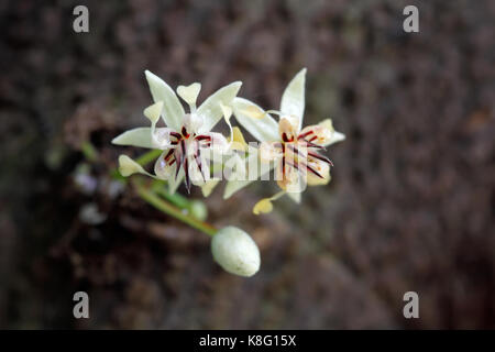 Close up cacao flowers (Theobroma cacao) that cacao (cocoa) beans used to make a cocoa powder and chocolate. Stock Photo