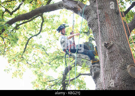 Young male trainee tree surgeon climbing tree trunk Stock Photo