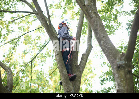 Young male trainee tree surgeon looking up from tree trunk Stock Photo