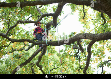 Trainee teenage male tree surgeon standing on tree branch Stock Photo