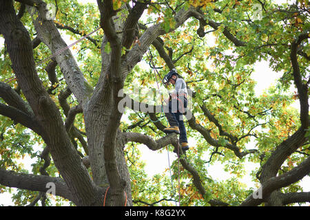 Young male trainee tree surgeon standing on tree branch Stock Photo