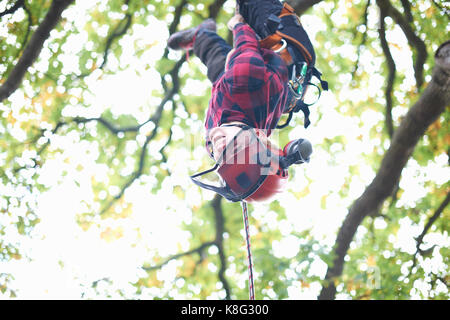 Trainee teenage male tree surgeon hanging upside down from tree branch Stock Photo