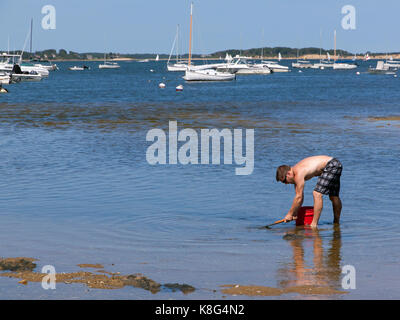 Man digging for clams and oysters in Pleasant Bay Beach, Orleans, Massachusetts, Cape Cod, USA. Stock Photo