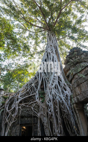 Big tree over Ta Prohm temple in siem reap cambodia Stock Photo