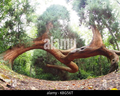 Twisted pine in the castle gardens Stock Photo