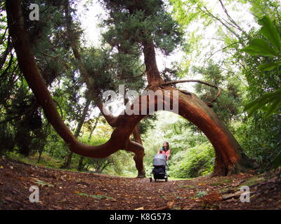 Woman pushes pushchair beneath twisted pine in the castle gardens Stock Photo