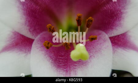 Tulip, Pink and White, with isolated detail of Stamens and Pollen, Macro. Landscape mode suited for Tablet screens Stock Photo