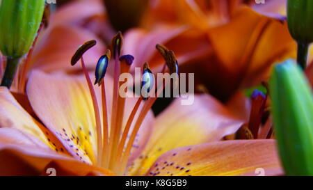 Tulip, Red and Pink with isolated detail of Blue Stamens and Pollen, Macro. Landscape mode suited for Tablet screens Stock Photo