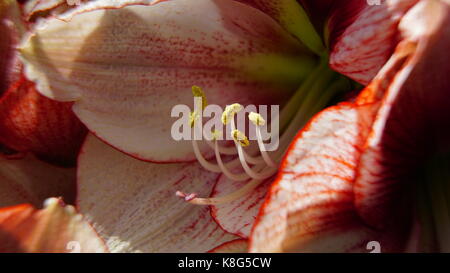 Tulip, Orange and White, with isolated Stamen and Pollen, Macro, Landscape mode suited for Tablet screens Stock Photo