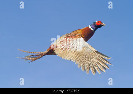 Ring-necked Pheasant in Flight