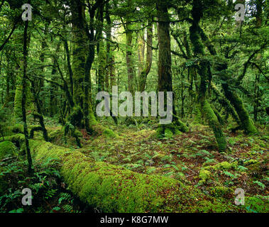 New Zealand. South Island. Moss covered rainforest. Stock Photo