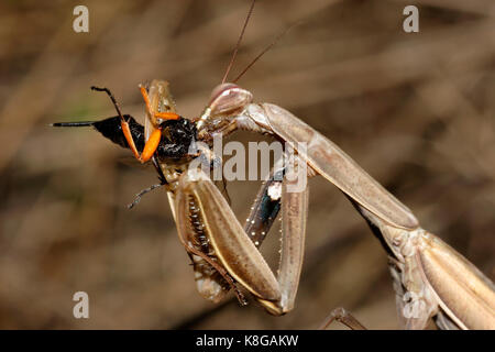 The European mantis (praying mantis) with prey Stock Photo