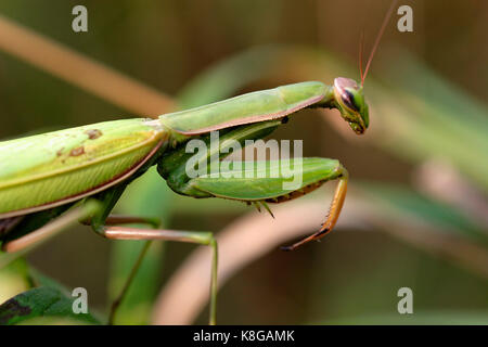 The European mantis (praying mantis) in ambush Stock Photo