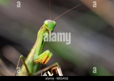 The European mantis (praying mantis) in ambush Stock Photo
