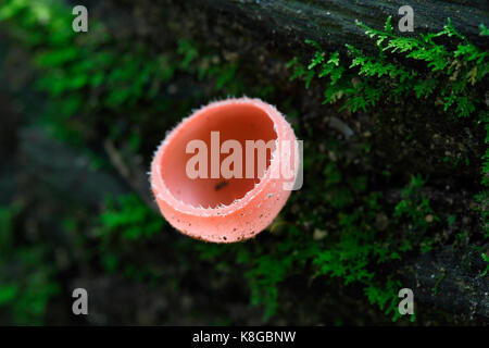 A small beautiful cup fungi (Cookeina sulcipes) found in tropical rainforest of Southeast Asia Stock Photo