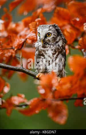 Tengmalm's Owl - Aegolius funereus Stock Photo