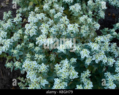 Euphorbia marginata spurge Stock Photo