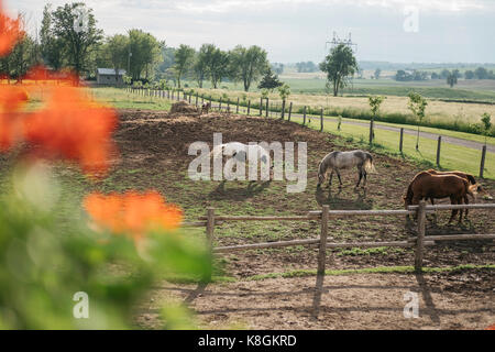 Four horses grazing in paddock Stock Photo