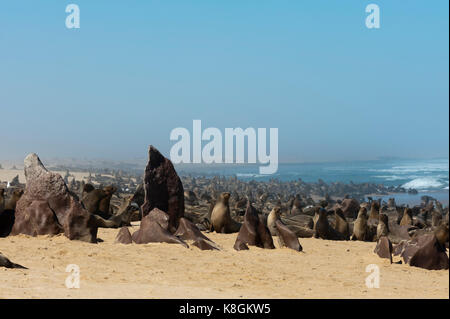 Cape fur seal colony (Arctocephalus pusilus), Skeleton Coast National Park, Namibia Stock Photo