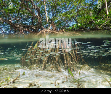 Split view of mangrove tree in the water above and below sea surface with roots and school of fish underwater, Caribbean Stock Photo