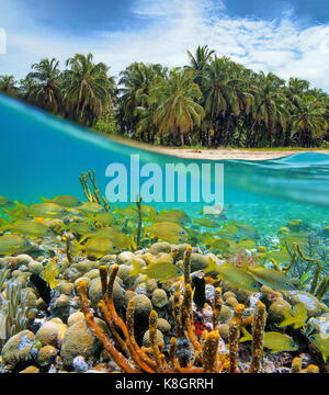 Over and under water near a tropical sea shore with coconut trees and a coral reef with a school of fish underwater, Caribbean sea, Panama Stock Photo