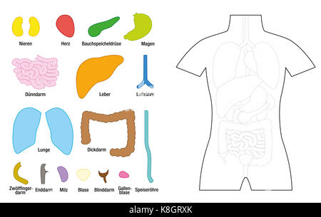 Internal organs template for educational use - inner organs to be cut out and to be colored - GERMAN LABELING! - illustration on white background. Stock Photo