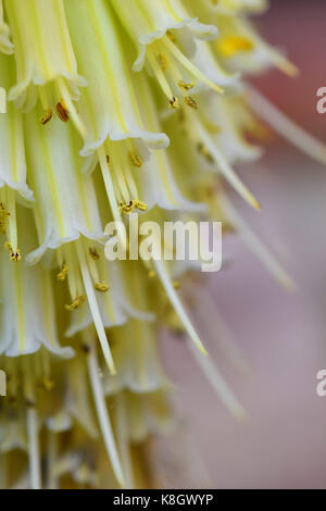 kniphofia ice queen Stock Photo